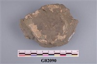 藏品(螃蟹)的圖片